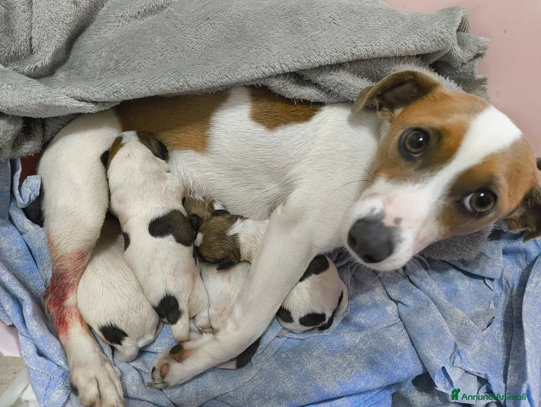 Jack Russell cani in vendita: Bellissimo cuccioli di Jack Russell terrier  - Annuncio 2