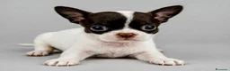 Chihuahua cani in vendita: Chihuahua a pelo corto - Annuncio 4