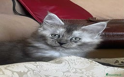 Maine Coon gatti in vendita: Cuccioli Maine coon linea shaded e golden a Provincia di Foggia - Immagine 8