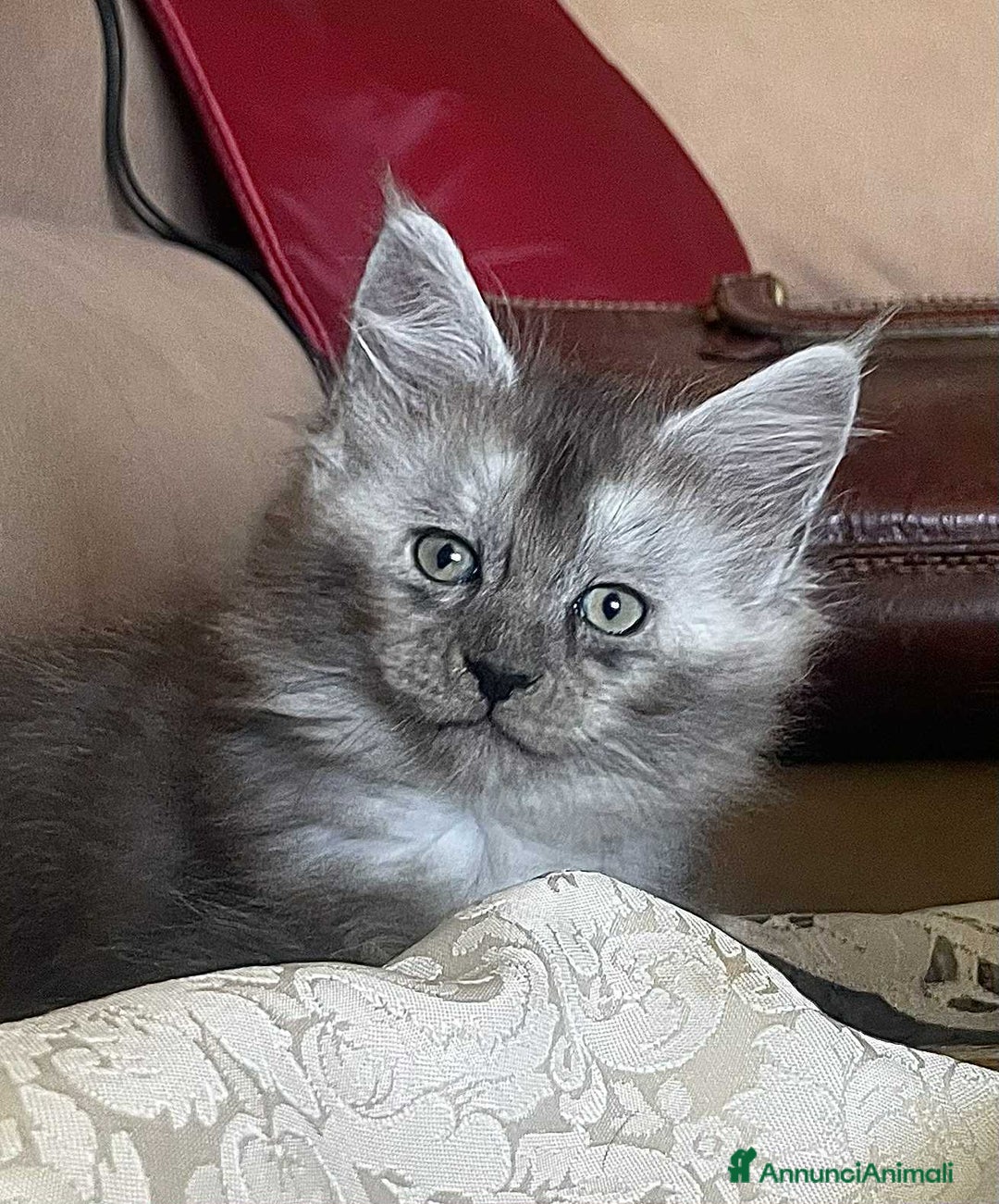 Maine Coon gatti in vendita: Cuccioli Maine coon linea shaded e golden a Provincia di Foggia - Immagine 8