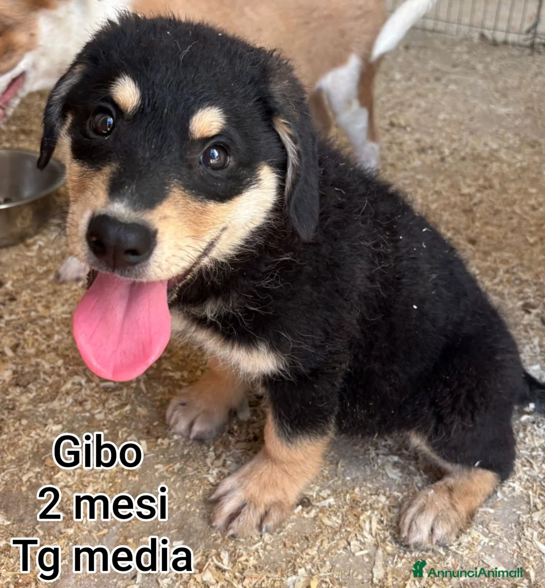 Meticcio cani in regalo: CUCCIOLI ABBANDONATI: URGENTE  a Città Metropolitana di Torino - Annuncio 9