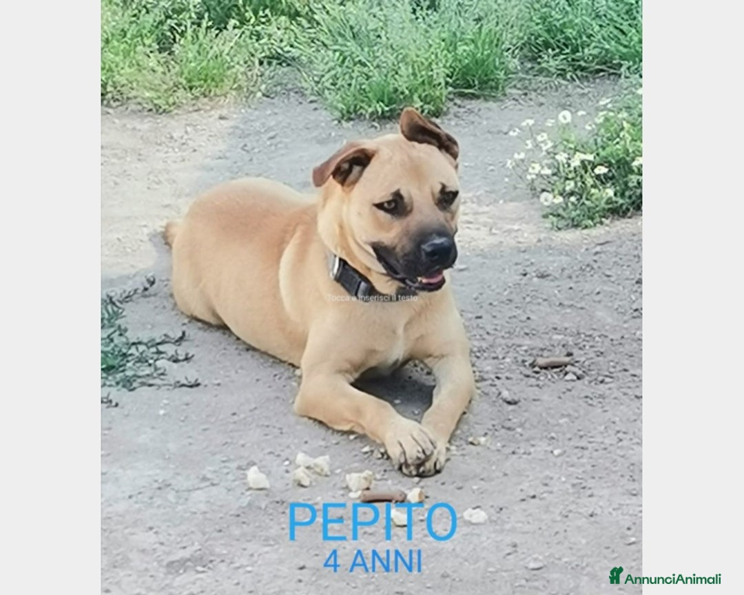 Meticcio cani in regalo: Zeus adulto riportato 1anno fa in box+Pepito4anni  a Milano - Annuncio 3
