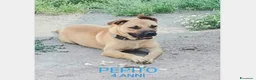 Meticcio cani in regalo: Zeus adulto riportato 1anno fa in box+Pepito4anni  a Milano - Annuncio 3