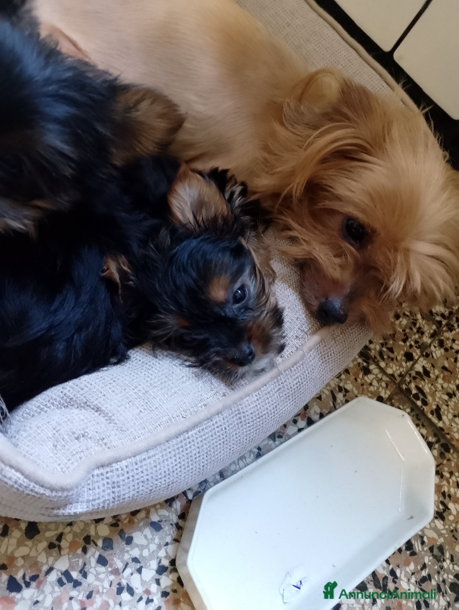 Yorkshire cani Cucciola  - Annuncio 2