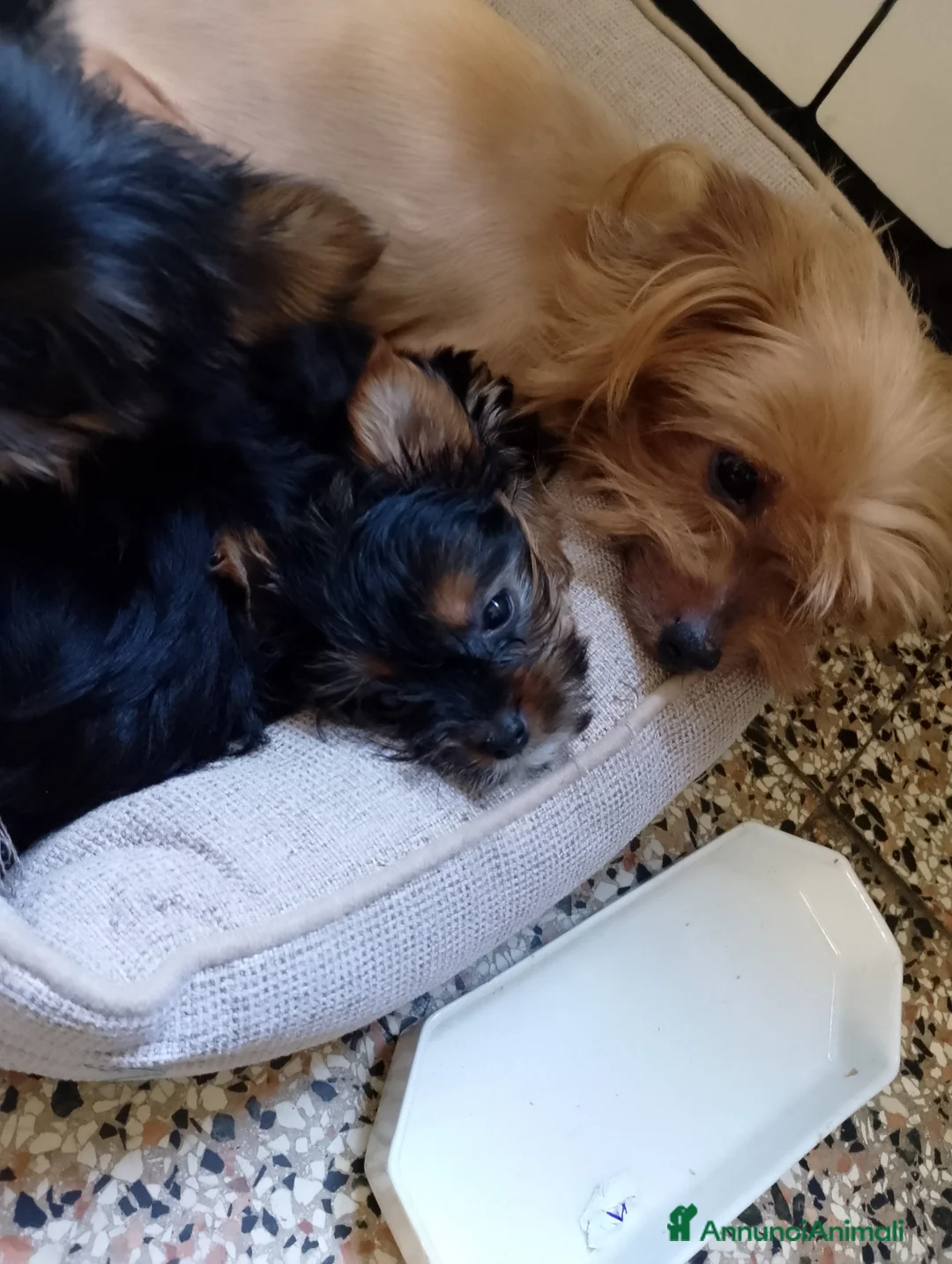 Yorkshire cani in vendita: Cucciola  - Annuncio 1