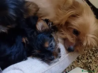 Yorkshire cani Cucciola - Annuncio 1
