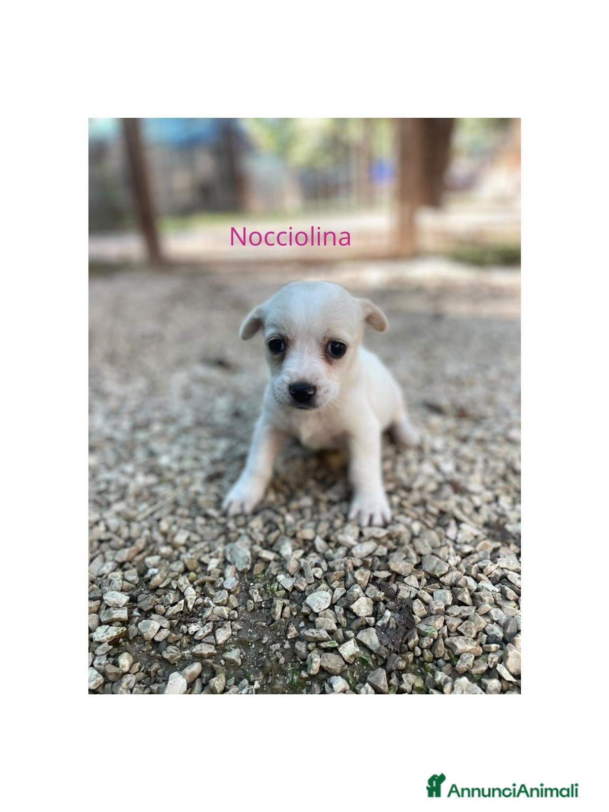 Meticcio cani KINDER DUPLO MENTINA E NOCCIOLINA - Annuncio 15