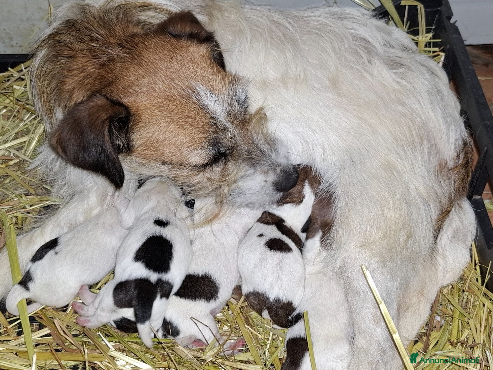 Jack Russell cani Cuccioli jack russel terrier - Annuncio 5