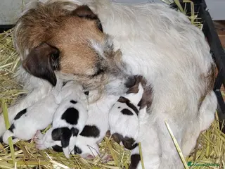 Jack Russell cani Cuccioli jack russel terrier - Annuncio 31
