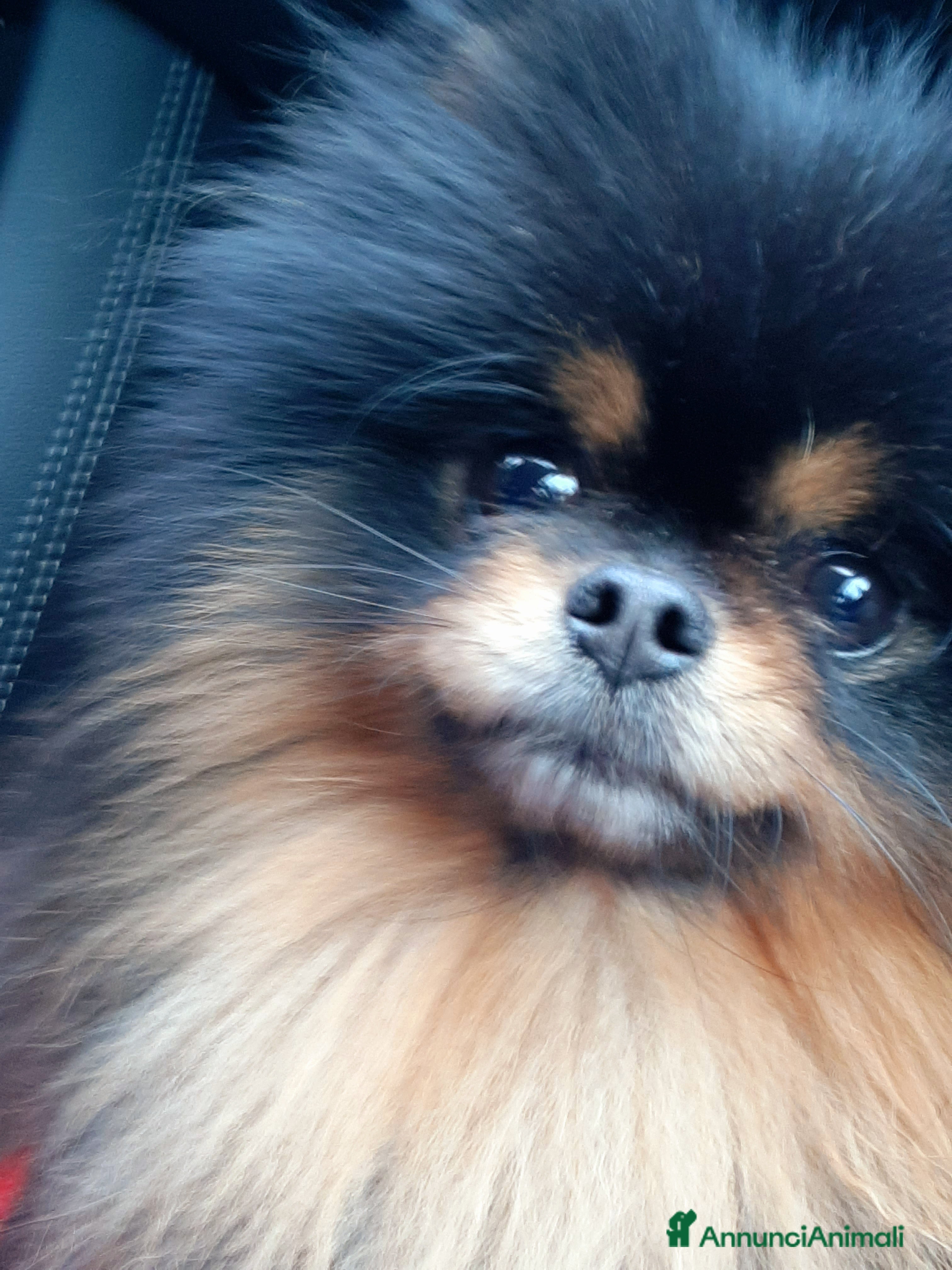 Spitz cani Disponibile per la monta  / accoppiamento  - Annuncio 2