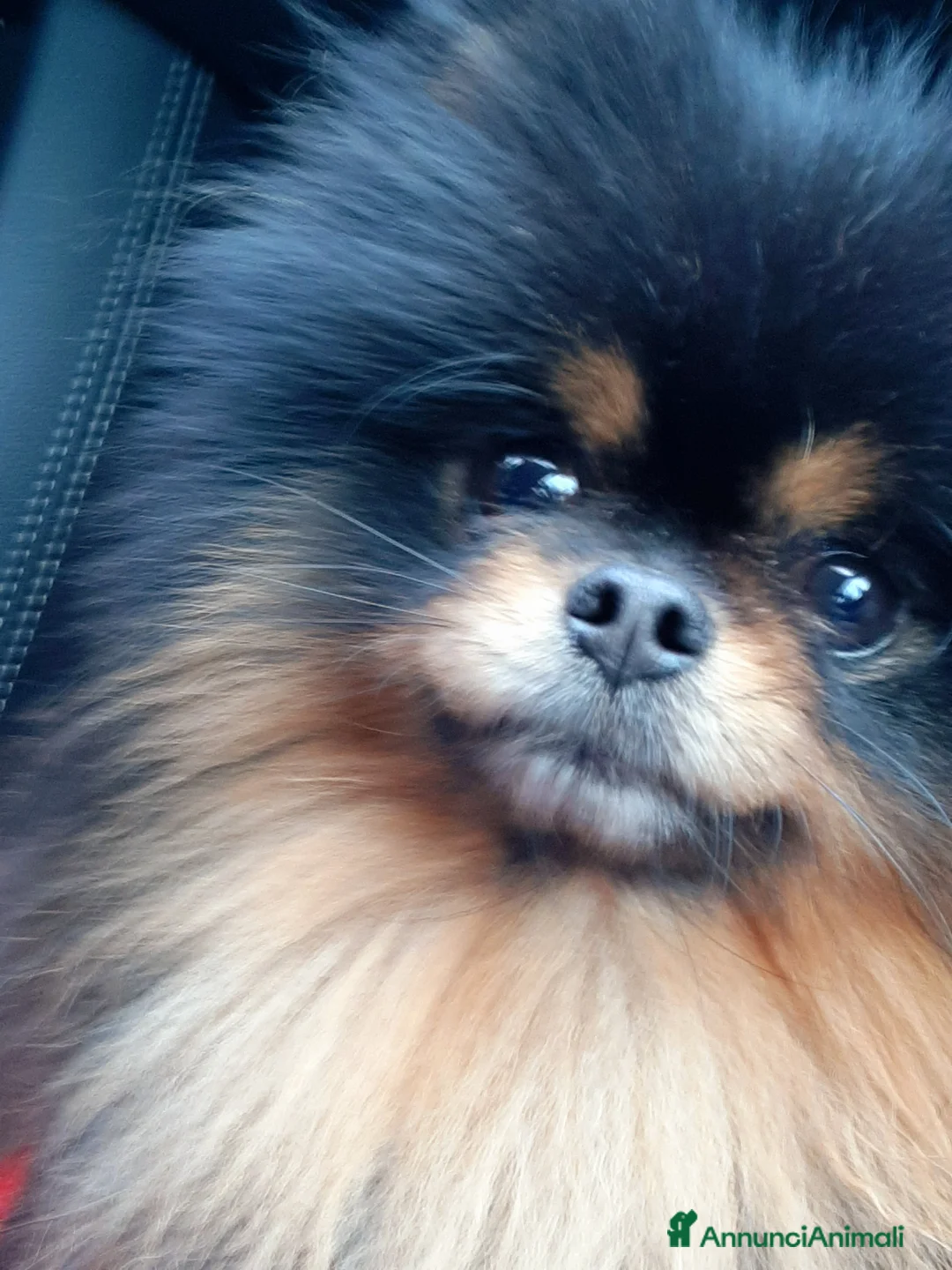 Spitz cani in vendita: Disponibile per la monta  / accoppiamento  - Annuncio 2