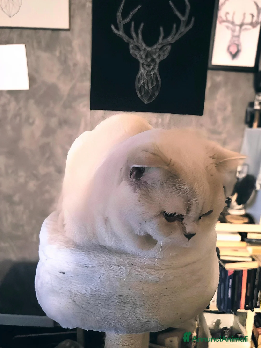 British gatti in vendita: Cuccioli da genitori British short hair  a Provincia di Varese - Annuncio 7