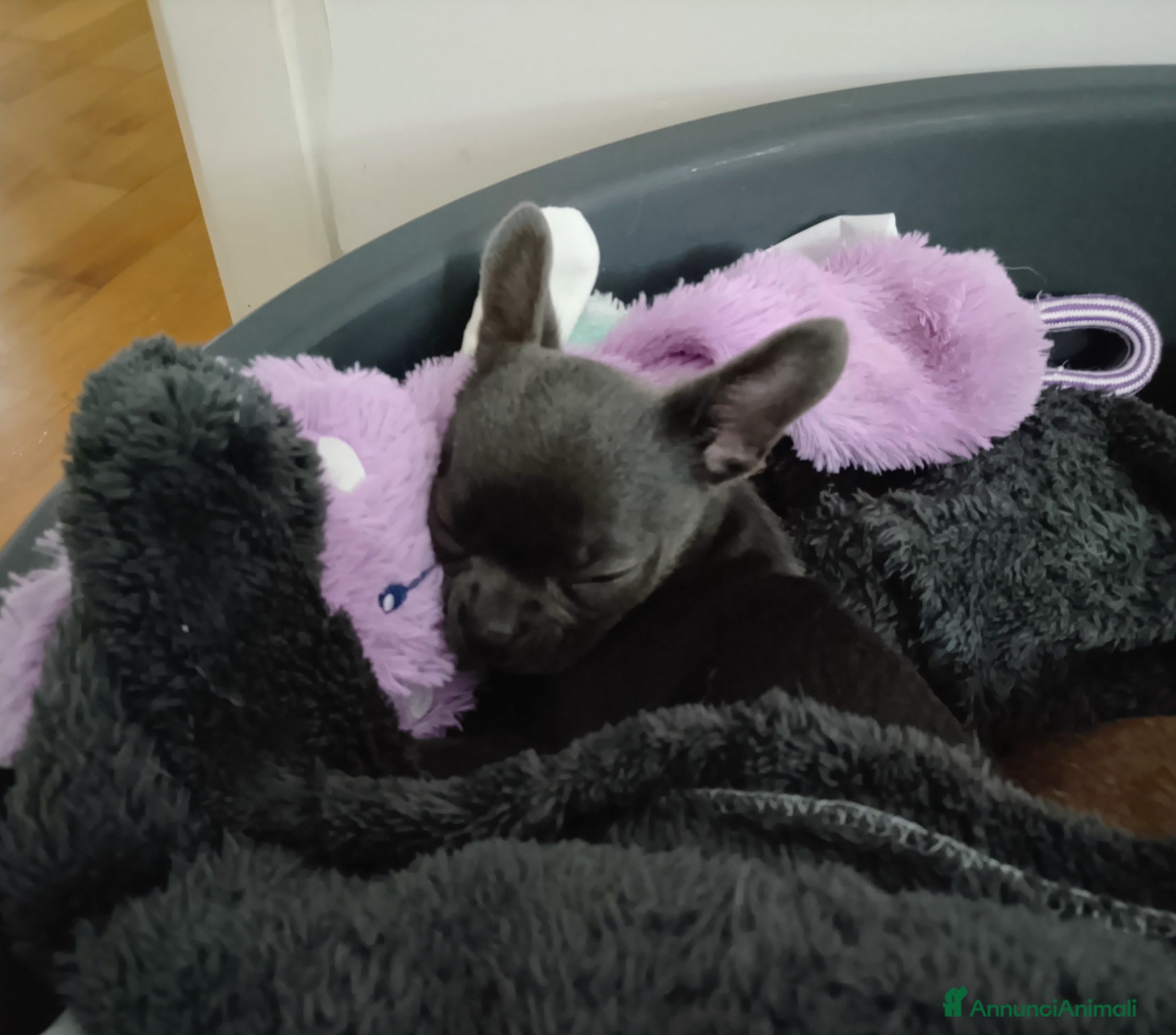 Chihuahua cani Chihuahua con pedigree ENCI  - Annuncio 26