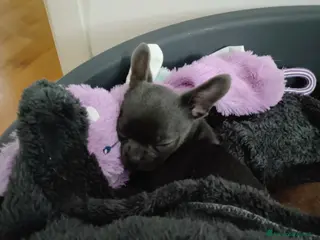 Chihuahua cani Chihuahua con pedigree ENCI - Annuncio 26