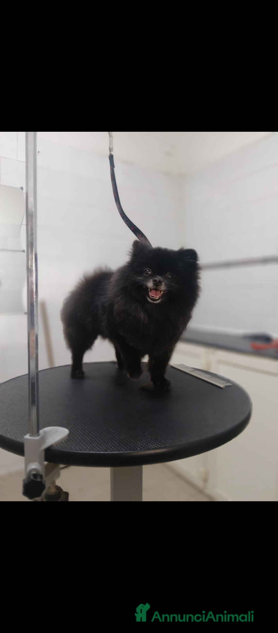 Volpino Pomerania cani Splitz di Pomerania  - Annuncio 2