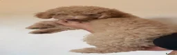 Barboncino cani in vendita: Barboncino nano - Annuncio 3