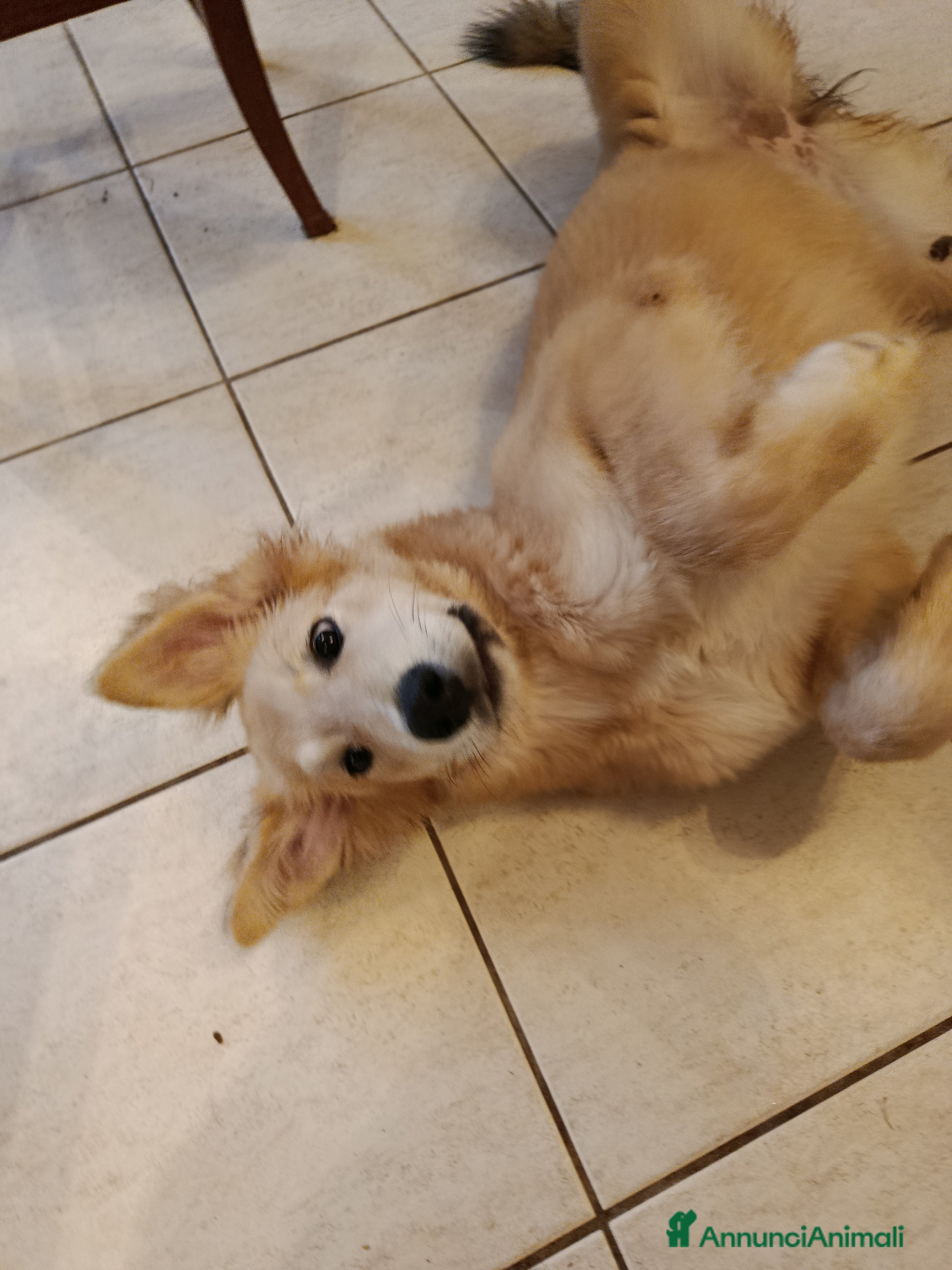 Meticcio cani Piccole dolci signorine cercano una famiglia  - Annuncio 1