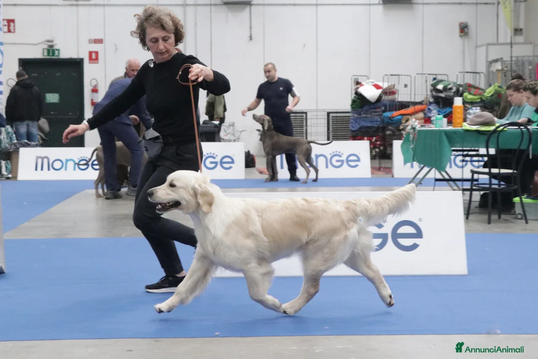 Immagine della galleria {{count}}