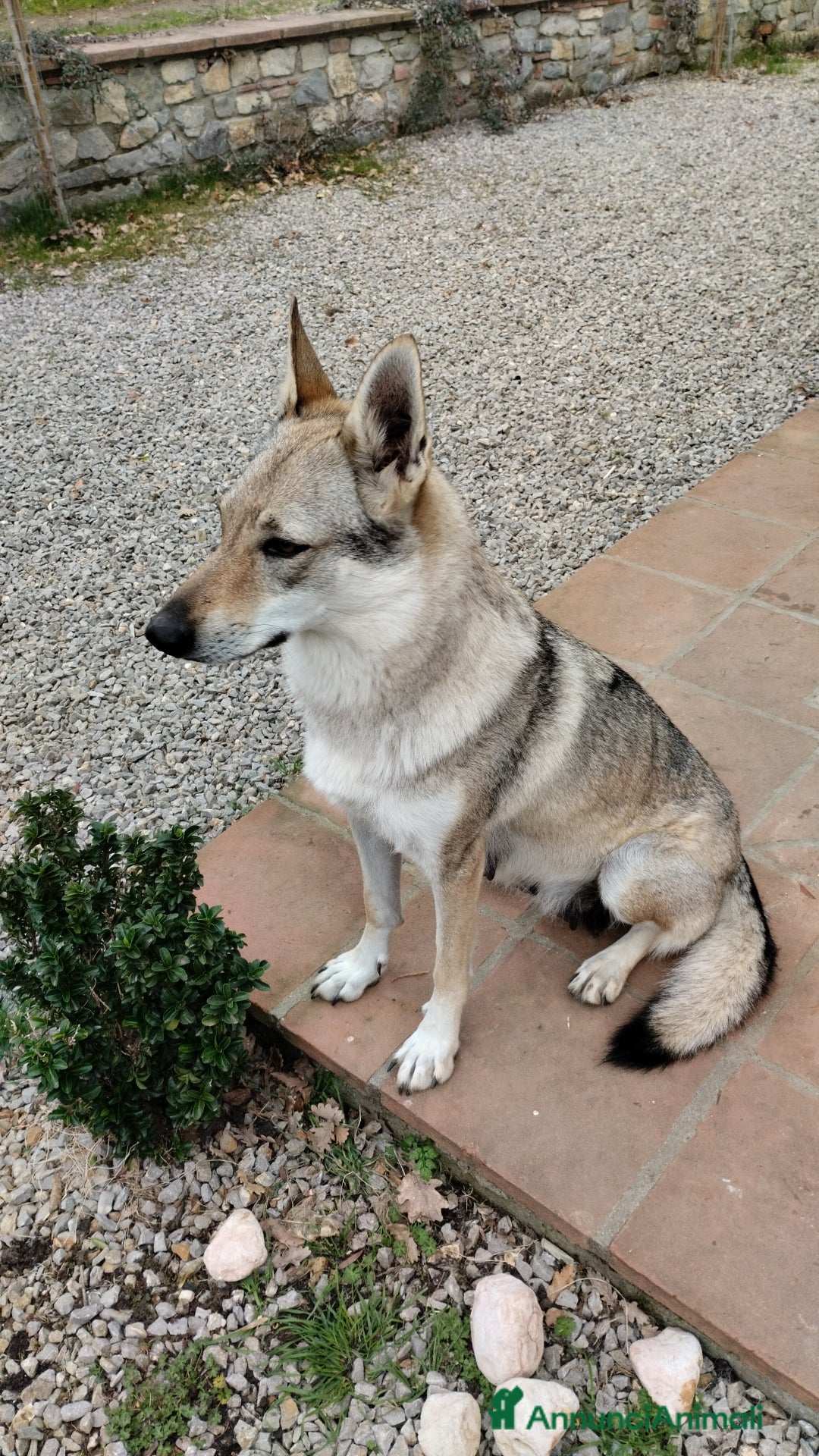 Lupo Cecoslovacco cani in vendita: Cuccioli lupo cecoslovacco - Annuncio 6