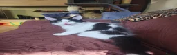 Maine Coon gatti in vendita: Cucciolo Maine coon  - Annuncio 3