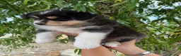Australian Shepherd cani in vendita: Femmina Australian shepherd pastore australiano  - Annuncio 6