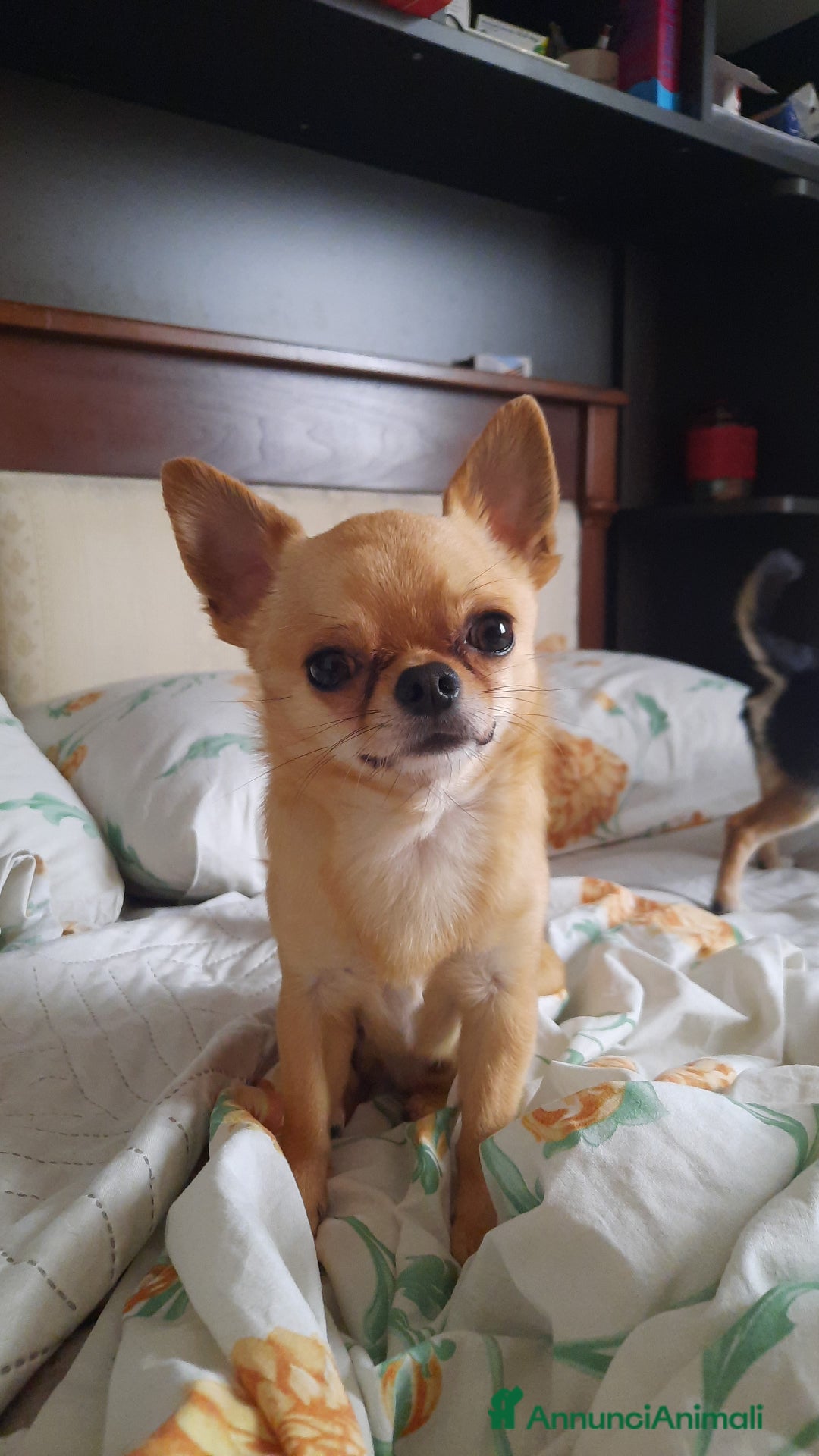 Chihuahua cani per accoppiamento: Chihuahua per accoppiamento  - Immagine 1