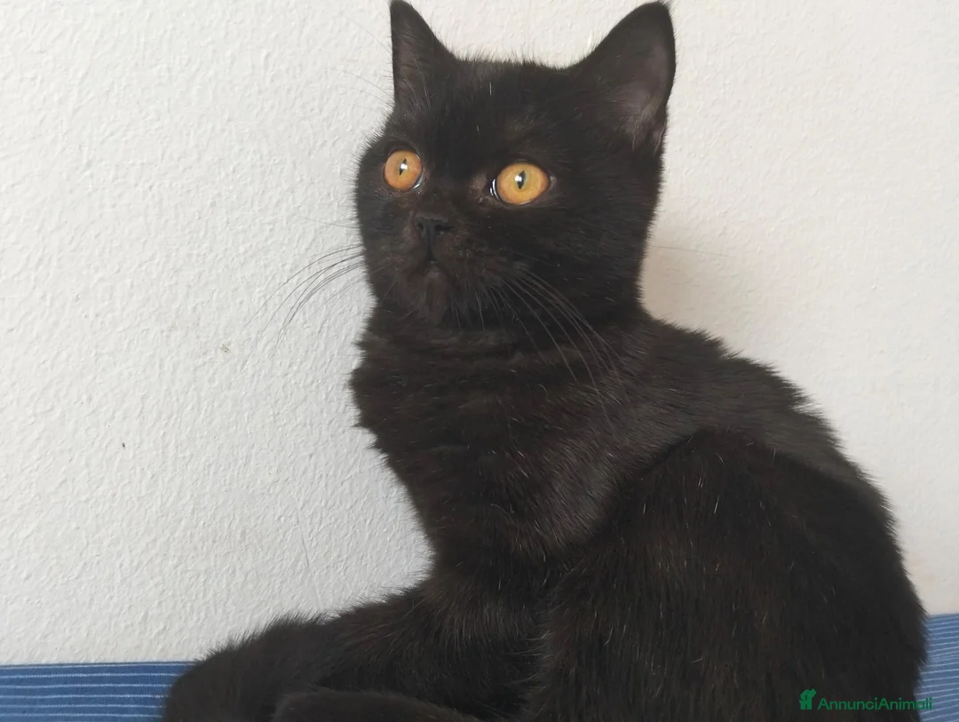 Scottish gatti in vendita: Gatto Scottish  - Annuncio 2