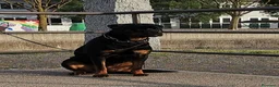 Rottweiler cani in vendita: Cucciolo Rott. - Annuncio 1