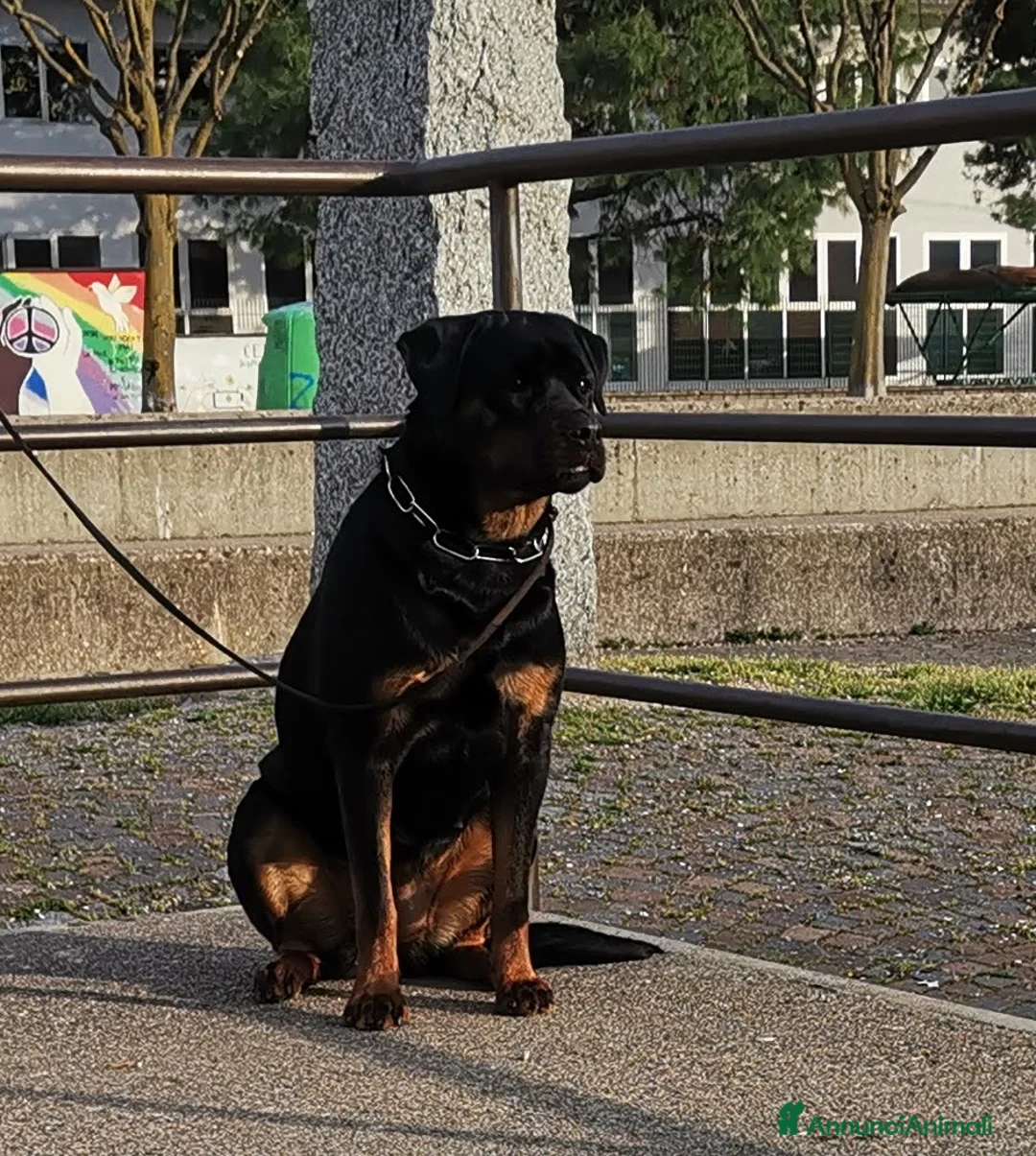 Rottweiler cani in vendita: Cucciolo Rott. - Annuncio 1