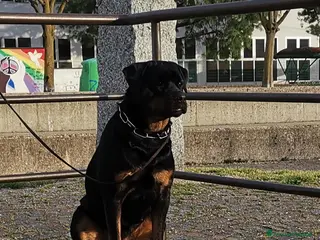 Rottweiler cani Cucciolo Rott. - Annuncio 2