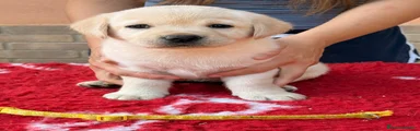 Labrador 3