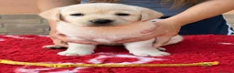 Labrador cani in vendita: Cuccioli di Labrador - Annuncio 3