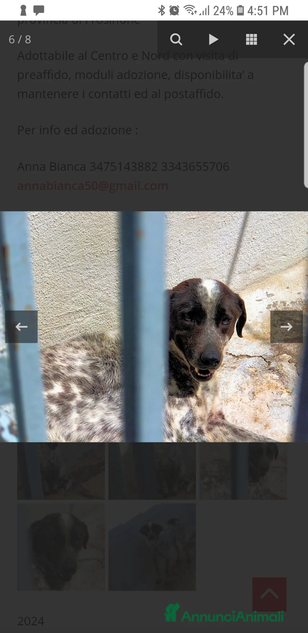 Meticcio cani in regalo: ADOZIONE DEL CUORE: EURO, 9 ANNI - Annuncio 2