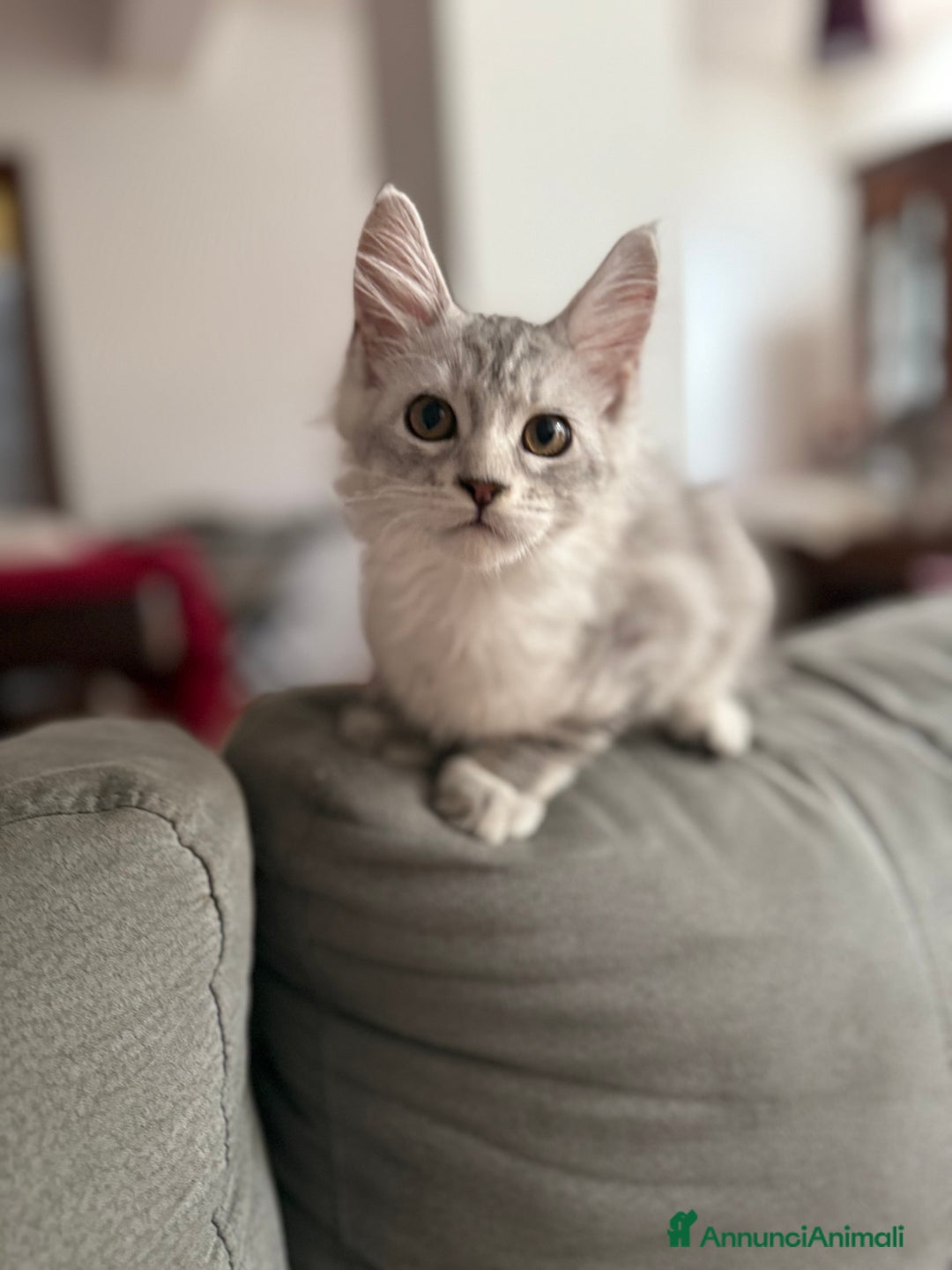 Maine Coon gatti in vendita: Dolcissimo cucciolo di Maine coon disponibile  a Città metropolitana di Roma Capitale - Immagine 6