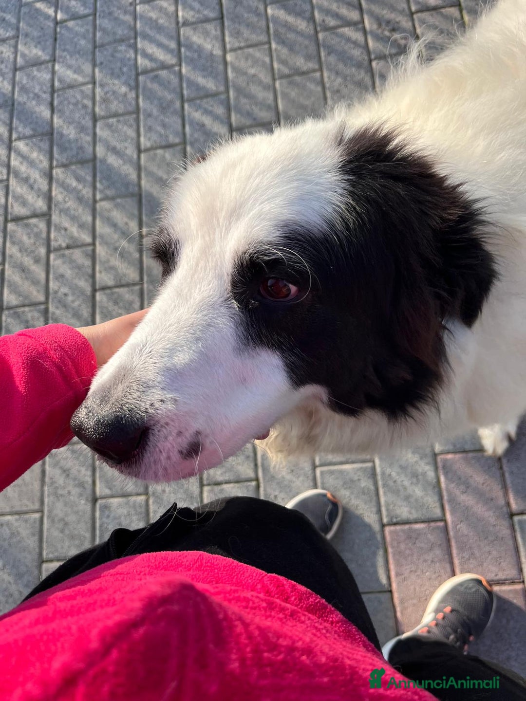 Meticcio cani in regalo: SIMBA MAREMMANO - Annuncio 11