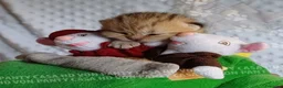 Scottish gatti in vendita: Cuccioli Scottish Fold e Straight a Provincia di Reggio Emilia - Annuncio 17