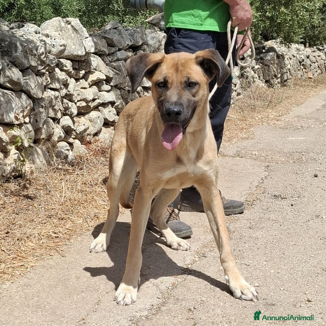 Meticcio cani in regalo: Mara Cerca Famiglia. Info Monica 3890238584 - Annuncio 4