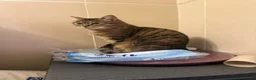 Europeo gatti in regalo: GATTE E GATTINE a Provincia di Piacenza - Annuncio 7