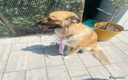 Meticcio cani in regalo: Cucciolona a Città Metropolitana di Bologna - Immagine 3