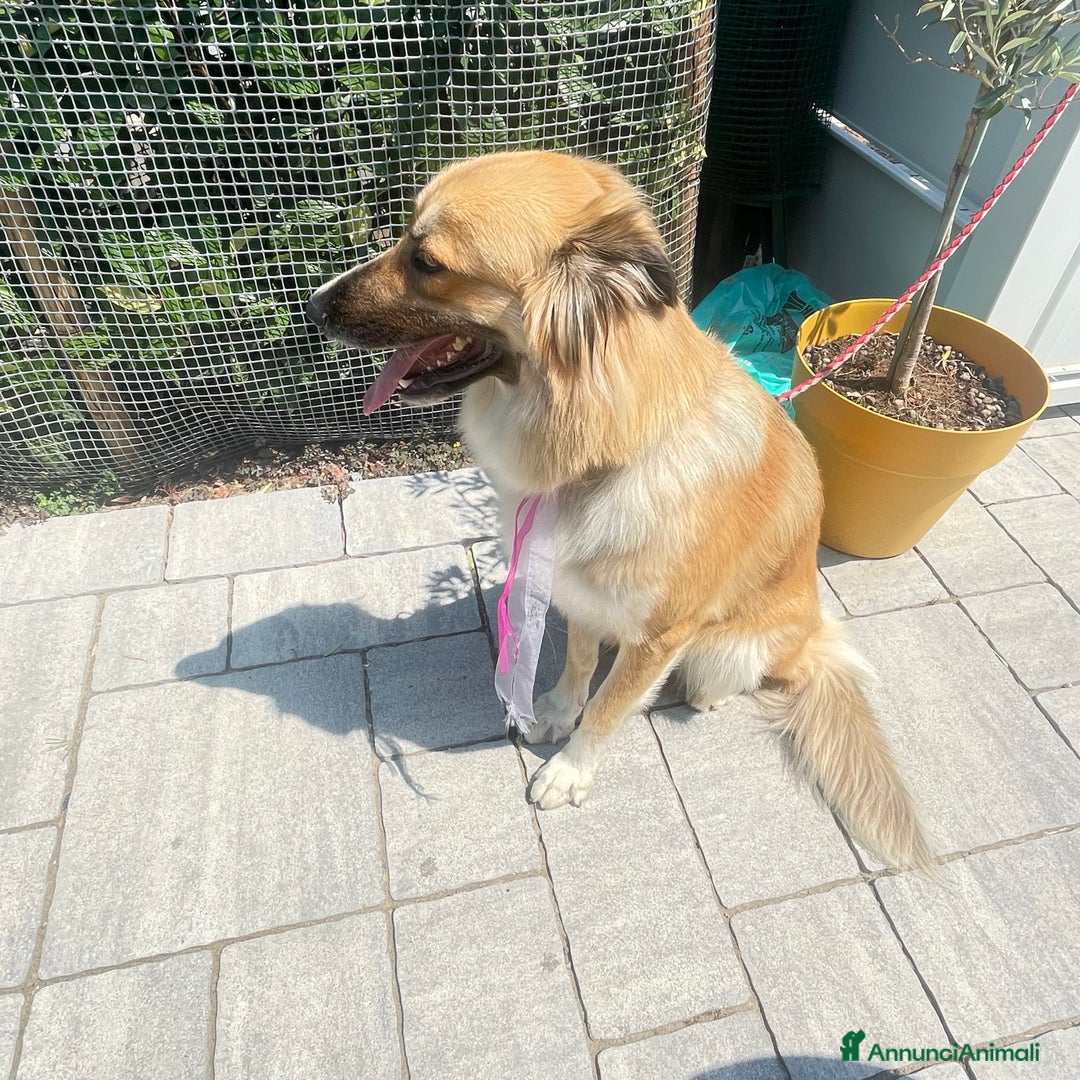Meticcio cani in regalo: Cucciolona a Città Metropolitana di Bologna - Immagine 3