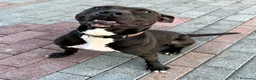 Meticcio cani in regalo: MAX GIOVANE E ATLETICO - Annuncio 1