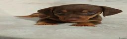 Bassotto cani in vendita: Bassotti cuccioli  - Annuncio 7