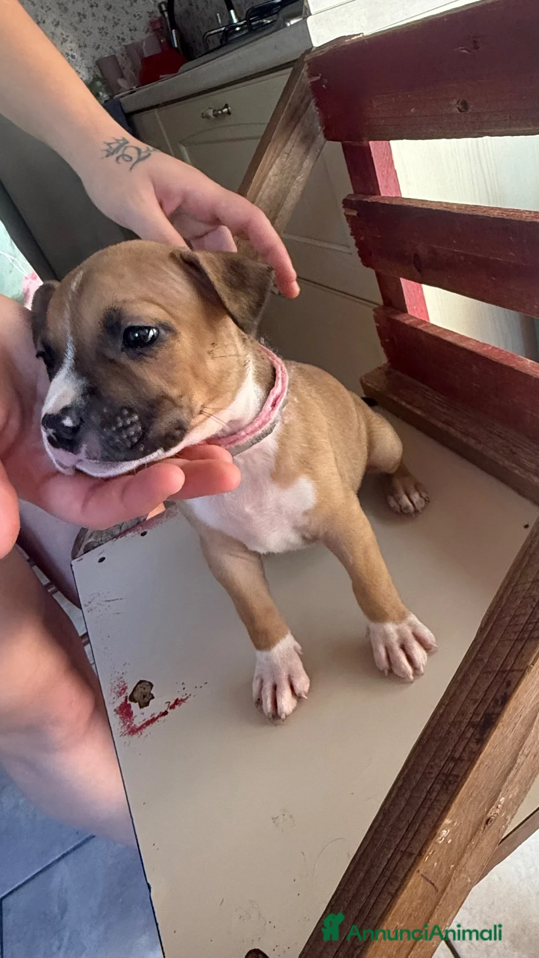 American Staffordshire cani in vendita: Amstaff  - Annuncio 9