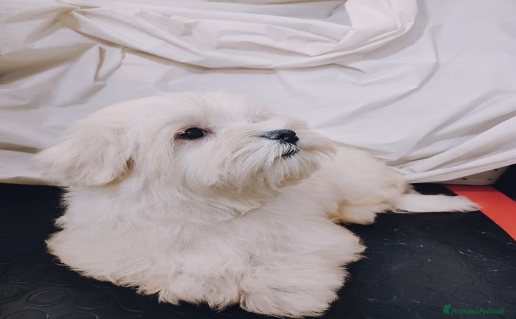 Maltese cani a Settimo Torinese - Annuncio 6