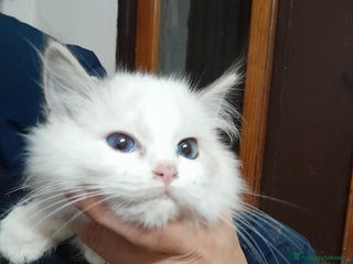 Ragdoll gatti Ragdoll femmina - Annuncio 6