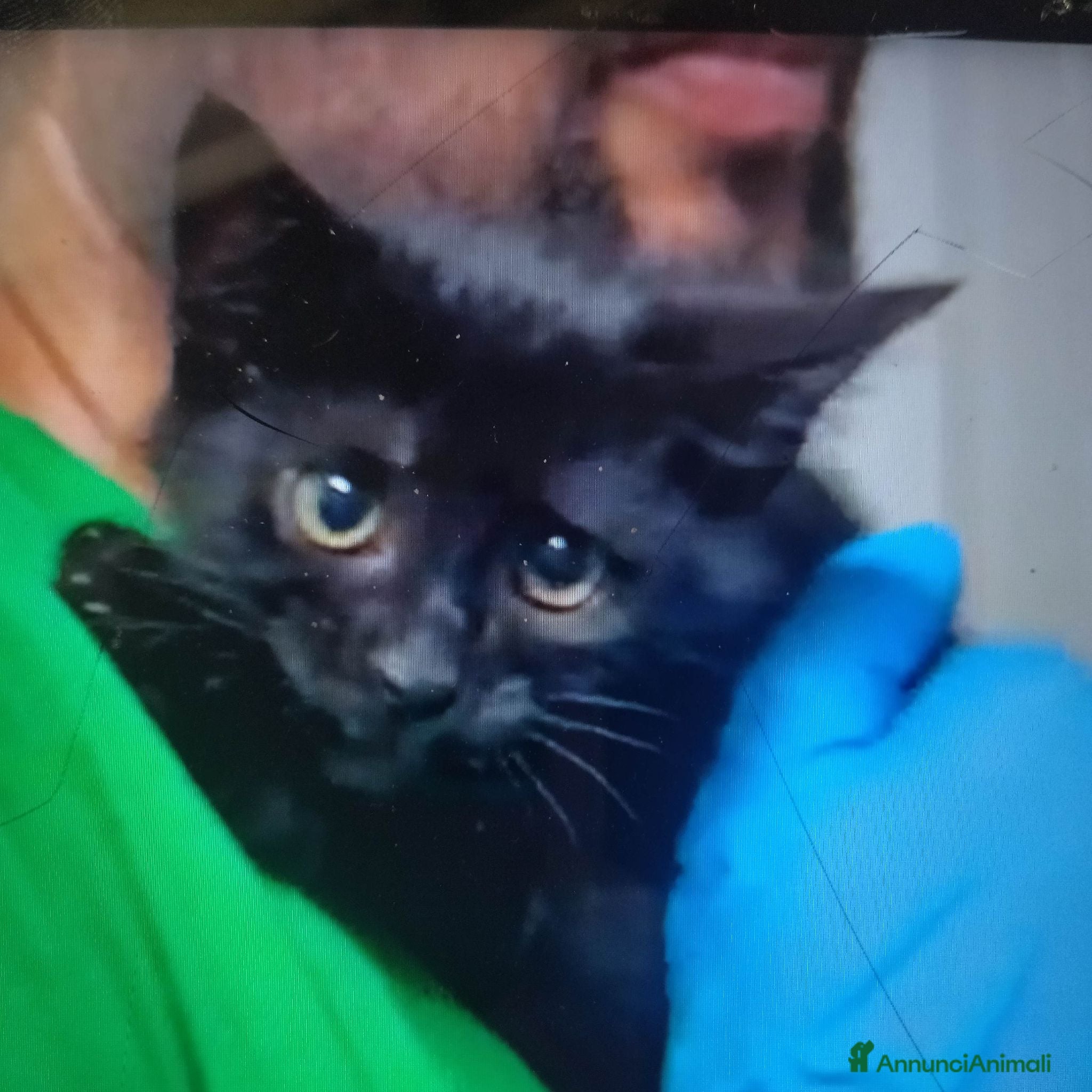 Europeo gatti GATTINE NERE - Annuncio 2