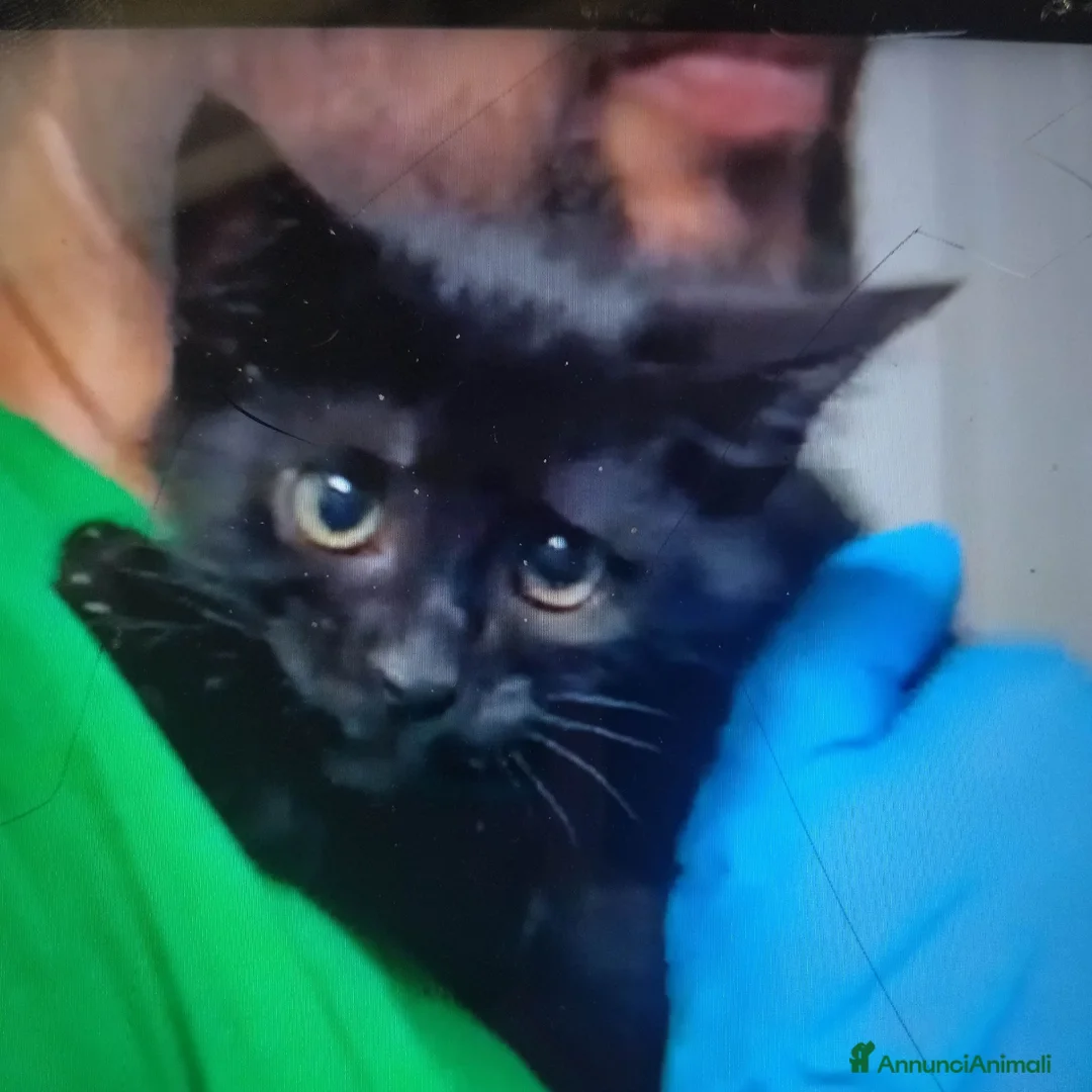 Europeo gatti in regalo: GATTINE NERE - Annuncio 1