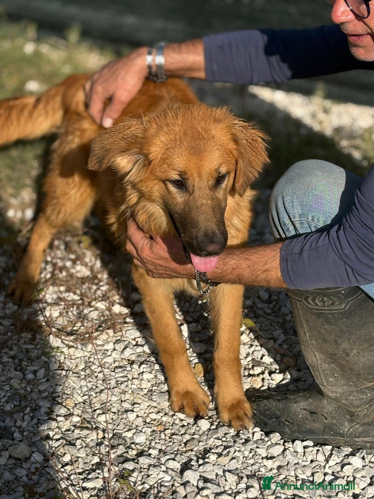 Meticcio cani 9 mesi, carattere splendido, taglia media  - Annuncio 1