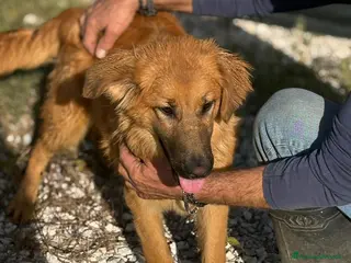 Meticcio cani 9 mesi, carattere splendido, taglia media - Annuncio 1