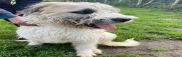 Spinone cani in regalo: Grullo, cane spinoncino bianco Maschio a Provincia di Latina - Annuncio 4